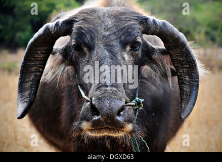 Buffle d'Asie, Wild Water buffalo (Bubalus arnee) au Laos, en Asie du Sud-Est, l'Asie Banque D'Images