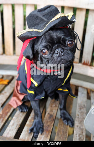 Londres, Royaume-Uni. 27 octobre 2013. Einstein le Pug habillé dans un costume de pirate à la question tous les chiens Fancy Dress Halloween Dog Walk, Hampstead Heath, London Crédit : Paul Brown/Alamy Live News Banque D'Images