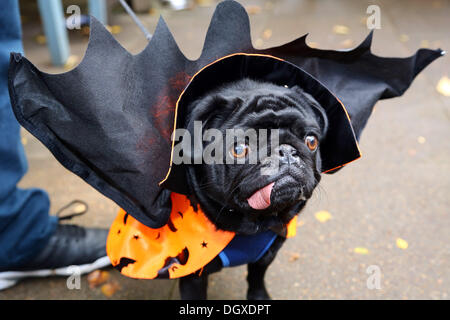 Londres, Royaume-Uni. 27 octobre 2013. Boris le Pug habillé vêtu d'un costume de Vampire avec des ailes à la question tous les chiens Fancy Dress Halloween Dog Walk, Hampstead Heath, London Crédit : Paul Brown/Alamy Live News Banque D'Images