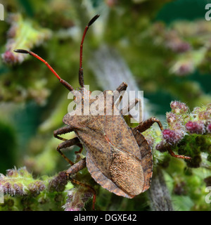 Feuille Dock bug Coreus marginatus une forme de shield bug sur une ortie tige florale.Close up.Essex,UK Banque D'Images