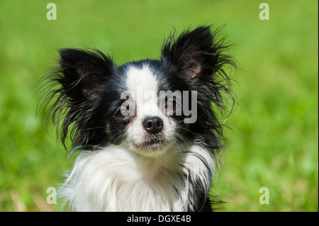 Chihuahua chien assis dans un pré Banque D'Images