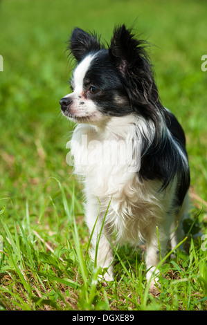 Chihuahua chien assis dans un pré Banque D'Images