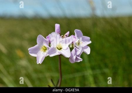 Fleur de coucou ou Lady's Smock (Cardamine pratensis) trouvés dans le riche sol calcaire au-dessus de Grassington sur le Dales Way Banque D'Images