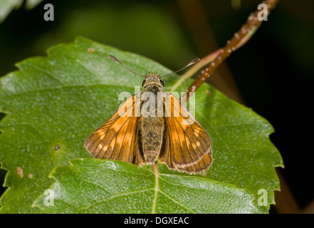 Grand Patron papillon, Ochlodes sylvanus  = Ochlodes venata au soleil, Dorset. Banque D'Images