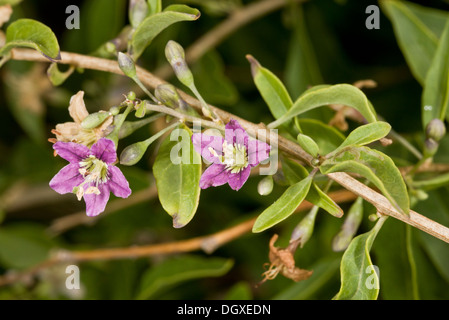 Le duc d'Argyll, Teaplant Le Lycium barbarum en fleur. À partir de l'origine de la CINA, naturalisé sur la côte du Dorset. Banque D'Images