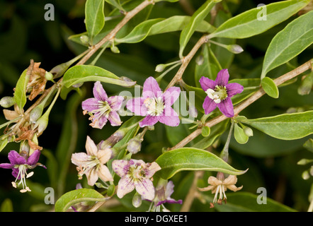 Le duc d'Argyll, Teaplant Le Lycium barbarum en fleur. L'origine de Chine, naturalisé sur la côte du Dorset. Banque D'Images