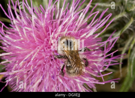 Carder stridente, Abeille Bombus sylvarum, sur fleur de centaurée ; plaine de Salisbury. Banque D'Images