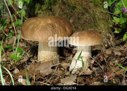 Sur fond de boletus deux tronc de chêne Banque D'Images