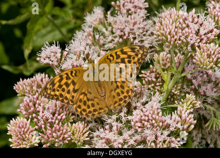 Des-lavé fritillary Argynnis paphia, papillon, l'alimentation sur le chanvre Aigremoine, Dorset. Banque D'Images