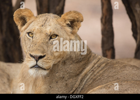 Portrait d'un sous-adulte male lion (Panthera leo) regardant la caméra Banque D'Images