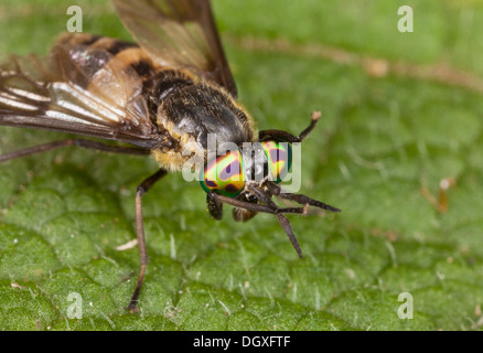 A female horsefly, the Square-spot Deerfly, Chrysops viduatus; uncommon UK species. Close-up of iridescent eyes. Banque D'Images