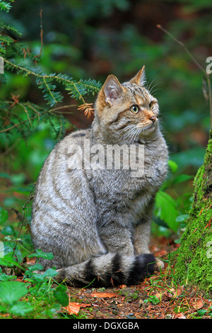 Chat sauvage (Felis sylvestris), boîtier, Parc National de la Forêt Bavaroise, la Bavière Banque D'Images