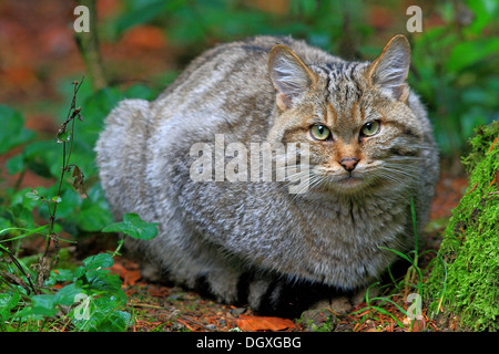 Chat sauvage (Felis sylvestris), boîtier, Parc National de la Forêt Bavaroise, la Bavière Banque D'Images