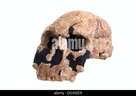 Replica crâne d'Homo habilis, l'évolution de l'espèce humaine Banque D'Images