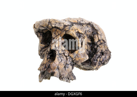 Crâne de Sahelanthropus tchadensis réplique, l'évolution des droits de l'espèce Banque D'Images