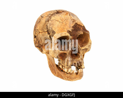 Crâne d'Homo floresiensis réplique, le Hobbit, d'évolution des espèces humaines Banque D'Images