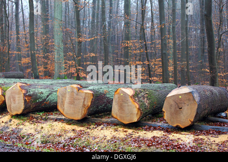 Chêne précieux pour les placages allongé sur un chemin forestier prêt pour une vente aux enchères, Krofdorfer forêt, Hesse Banque D'Images