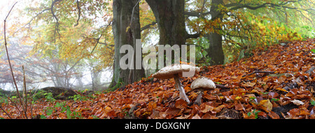 Panorama, Parasol Mushrooms (Lepiota procera) et vieux hêtre (Fagus), arbres en automne et brumeux de l'humeur, Breidscheid, Westerwald, Hesse Banque D'Images