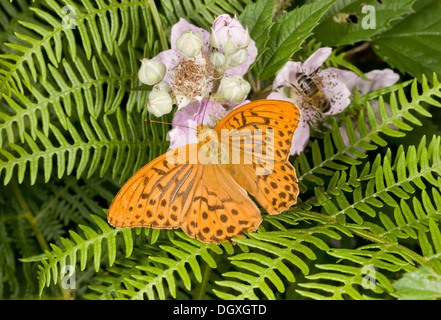 Silver-lavé Fritillary Argynnis paphia papillon, se nourrissant de fleurs de ronce. Banque D'Images