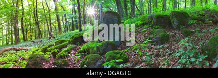 Les pierres de basalte couvert de mousse dans une forêt de printemps avec le soleil levant, Westerwald, Greifenstein, Märkischer Kreis, Hesse, Allemagne Banque D'Images