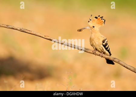 Huppe fasciée (Upupa epops), Sitting on branch Banque D'Images