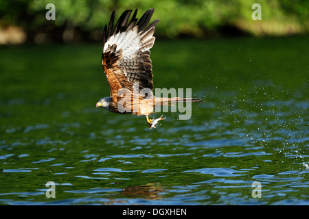 Le Milan royal (Milvus milvus), tenant un poisson dans ses serres, Schmaler Luzin, lac Feldberg, Mecklembourg-Poméranie-Occidentale Banque D'Images