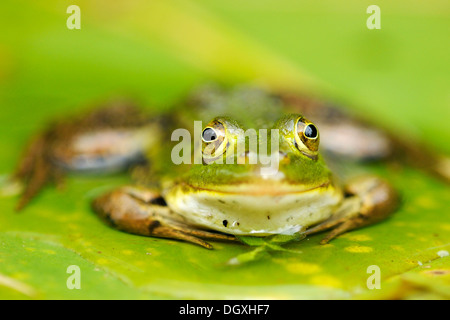 Piscine grenouille (Rana lessonae), assis sur une feuille, Selegermoor bog, Zurich, Switzerland, Europe Banque D'Images