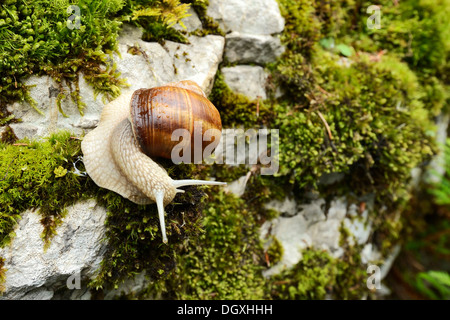 Escargot de Bourgogne, Roman snail, escargots ou escargots (Helix pomatia), Buergenstock, Suisse, Europe Banque D'Images