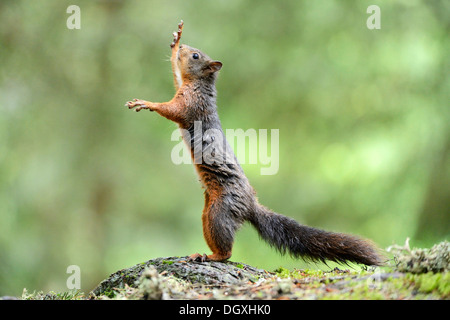 Eurasian écureuil roux (Sciurus vulgaris) debout sur ses pattes arrière, canton des Grisons, Suisse, Europe Banque D'Images