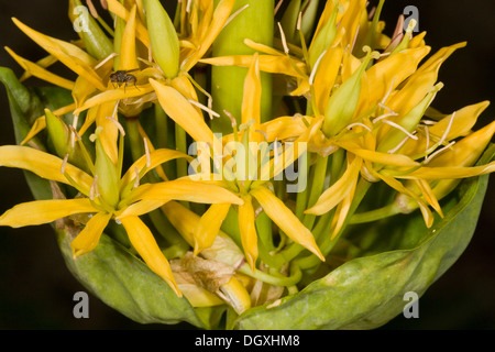 Grande Gentiane jaune, Gentiana lutea, près des fleurs. Banque D'Images