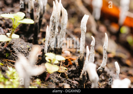 Xylaria hypoxylon chandelier (champignon) également connu comme candlesnuff carbone, bois, corne de cerf, et qu'on trouve sur le bois en décomposition Banque D'Images