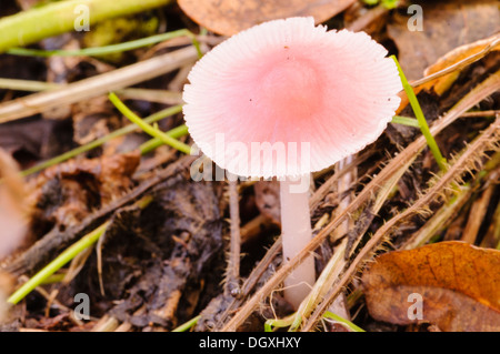 Russula rose champignons sur un sol forestier Banque D'Images