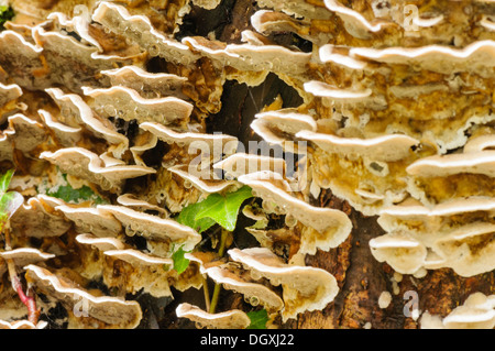 Merulius tremellosus tremblante (Merulius, Phlebia tremellosa), un champignon gélatineux trouvés sur le bois pourri Banque D'Images