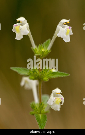 Le ortie royale, Galeopsis segetum en fleur. Très rare au Royaume-Uni en terres arables. Banque D'Images