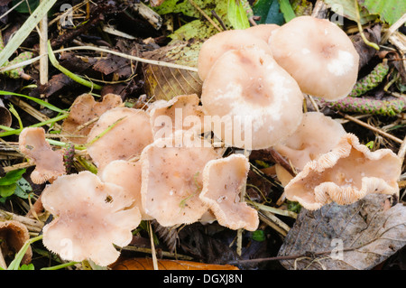 Chêne (Collybia dryophila collybia aimant) aussi connu comme toughshank roussâtres, poussant sur un sol forestier Banque D'Images