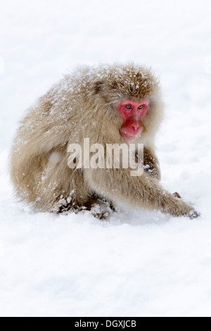 Macaque japonais ou Snow Monkey (Macaca fuscata), à la recherche de nourriture dans la neige, Affenpark Präfektur Jigokudani, Nagano, Japon Banque D'Images