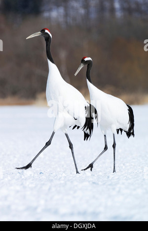 Une paire de grues à couronne rouge, des Grues Japonaises ou Mandchou Grues (Grus japonensis) marcher à l'unisson pendant la pariade Banque D'Images