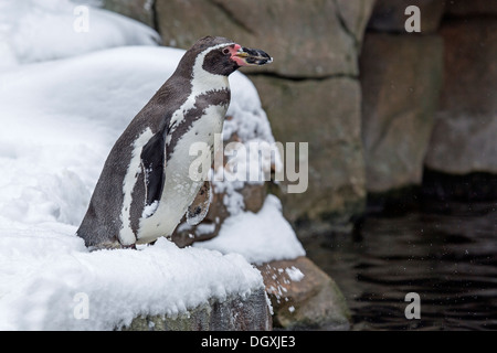 Les manchots de Humboldt (Spheniscus humboldti) Banque D'Images