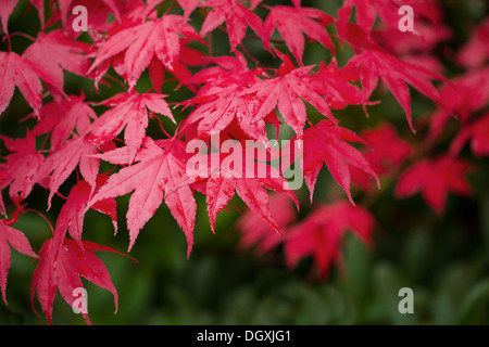 Photo horizontale, se concentrer sur l'avant les feuilles, de l'érable rouge en couleurs d'automne avec une profonde plush fond vert Banque D'Images