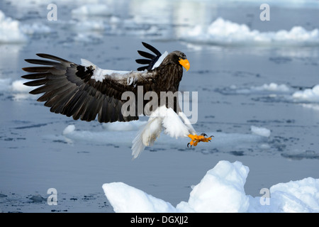 L'aigle de mer de Steller (Haliaeetus pelagicus) en vol au-dessus de glace flottante, approche, atterrissage, Rausu Menashi, Hokkaido, Japon Banque D'Images