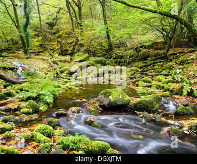 La rivière Meavy en cascade sur les roches moussues par Burrator Bois dans le parc national du Dartmoor dans le Devon Banque D'Images