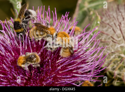 Bumble bees-mixte, principalement les abeilles, Cardeur chardon laineux en visite, Cirsium eriophorum. Banque D'Images