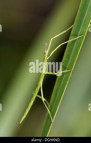 Stick non armés et les insectes ; Acanthoxyla inermis ; Été, Cornwall, UK Banque D'Images