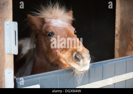 Petit poney à l'extérieur sur la porte de l'écurie Banque D'Images