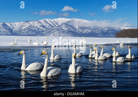 Un troupeau de cygnes chanteurs (Cygnus cygnus), natation sur un lac, le lac Mashu, Kawayu Onsen, Hokkaido, Japon Banque D'Images