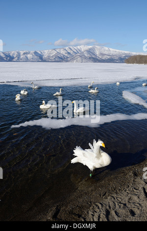 Cygne chanteur (Cygnus cygnus), piscine au bord d'un lac gelé, lac Kussharo, Kawayu Onsen, Hokkaido, Japon Banque D'Images