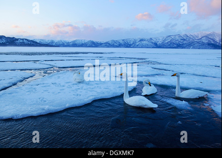 Cygne chanteur (Cygnus cygnus) Nager dans une partie libre de glace d'un lac, le lac Mashu, Kawayu Onsen, Hokkaido, Japon Banque D'Images