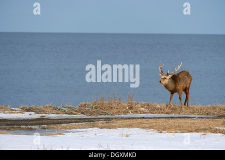 Hokkaido sika deer, cerf tacheté ou Japonais deer (Cervus nippon yesoensis), homme, STAG, le parc national de Shiretoko, Rausu, Hokkaido Banque D'Images