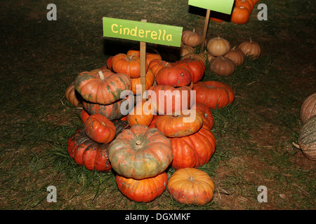 Cinderella Pumpkins Citrouilles Automne Automne ferme Harvest Banque D'Images