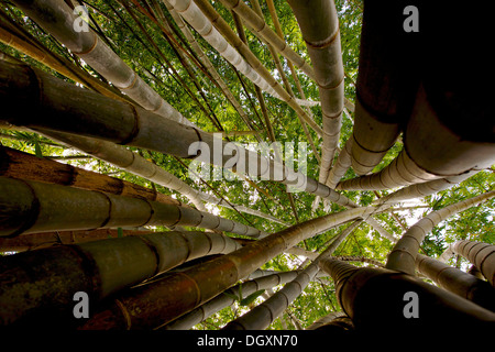 Les tiges de bambou ou de la forêt (Bambuseae) avec taillis, parc national de Yala, au Sri Lanka, en Asie Banque D'Images